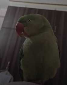 Lost Indian Ringneck Parakeet