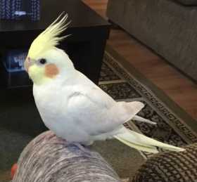 Lost Cockatiel