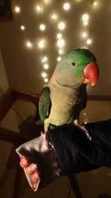 Lost Alexandrine