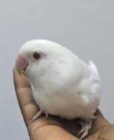 Lost Lovebird