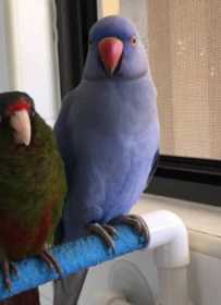 Lost Indian Ringneck Parakeet