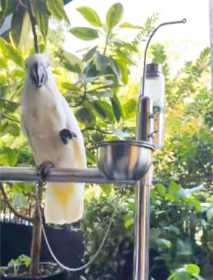 Lost Cockatoo