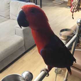 Lost Eclectus