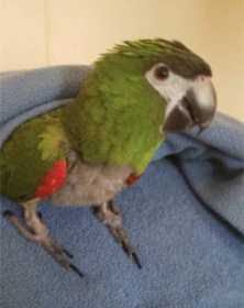 Lost Macaw