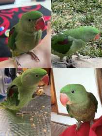 Lost Alexandrine