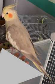 Lost Cockatiel
