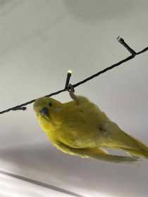Lost Budgerigar
