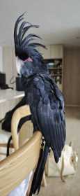 Lost Black Cockatoo