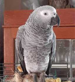 Lost African Grey