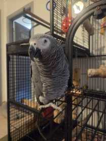 Lost African Grey