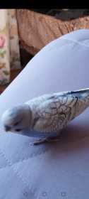 Lost Budgerigar