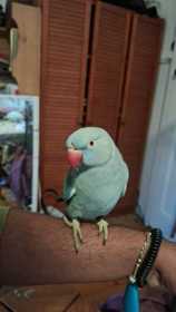 Lost Indian Ringneck Parakeet