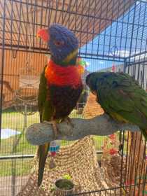 Lost Lory / Lorikeet