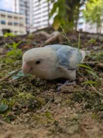 Lost Lovebird