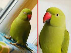 Lost Indian Ringneck Parakeet