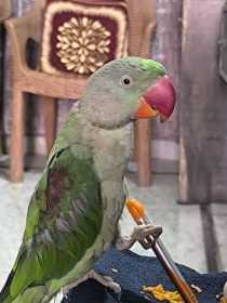 Lost Alexandrine