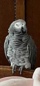Lost African Grey