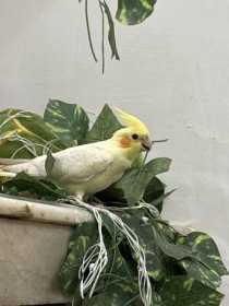 Lost Cockatiel