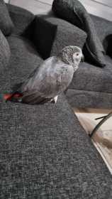 Lost African Grey