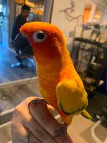 Lost Conure