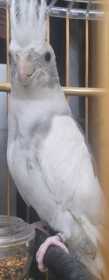 Lost Cockatiel