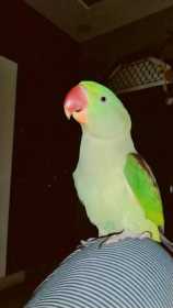 Lost Alexandrine