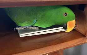 Lost Eclectus