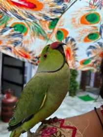 Lost Indian Ringneck Parakeet