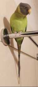 Lost Plum-Headed Parakeet
