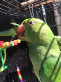 Lost Indian Ringneck Parakeet
