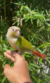 Lost Conure