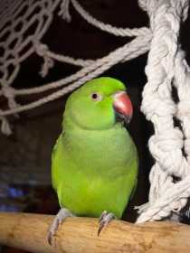 Lost Indian Ringneck Parakeet