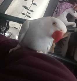 Lost Indian Ringneck Parakeet