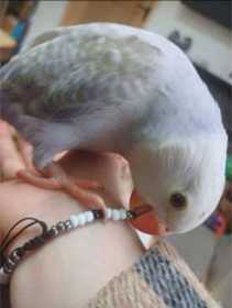 Lost Indian Ringneck Parakeet