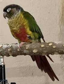 Lost Conure