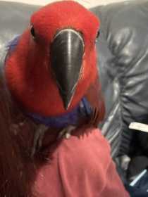 Lost Eclectus