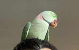Lost Alexandrine