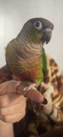 Lost Conure
