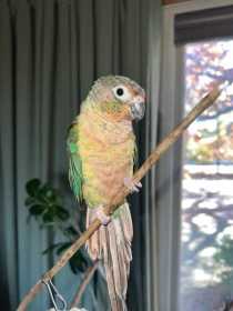Lost Conure