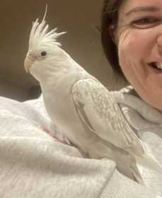 Lost Cockatiel