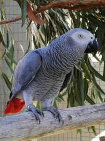 Lost African Grey