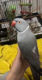 Lost Indian Ringneck Parakeet
