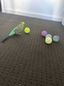 Lost Budgerigar