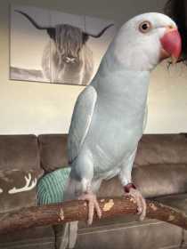 Lost Indian Ringneck Parakeet