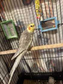Lost Cockatiel
