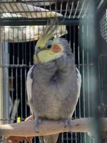 Lost Cockatiel