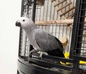 Lost African Grey