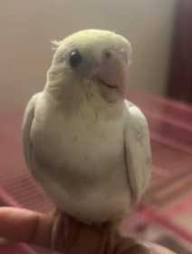 Lost Cockatiel
