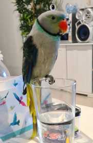 Lost Malabar Parakeet