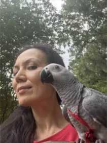 Lost African Grey